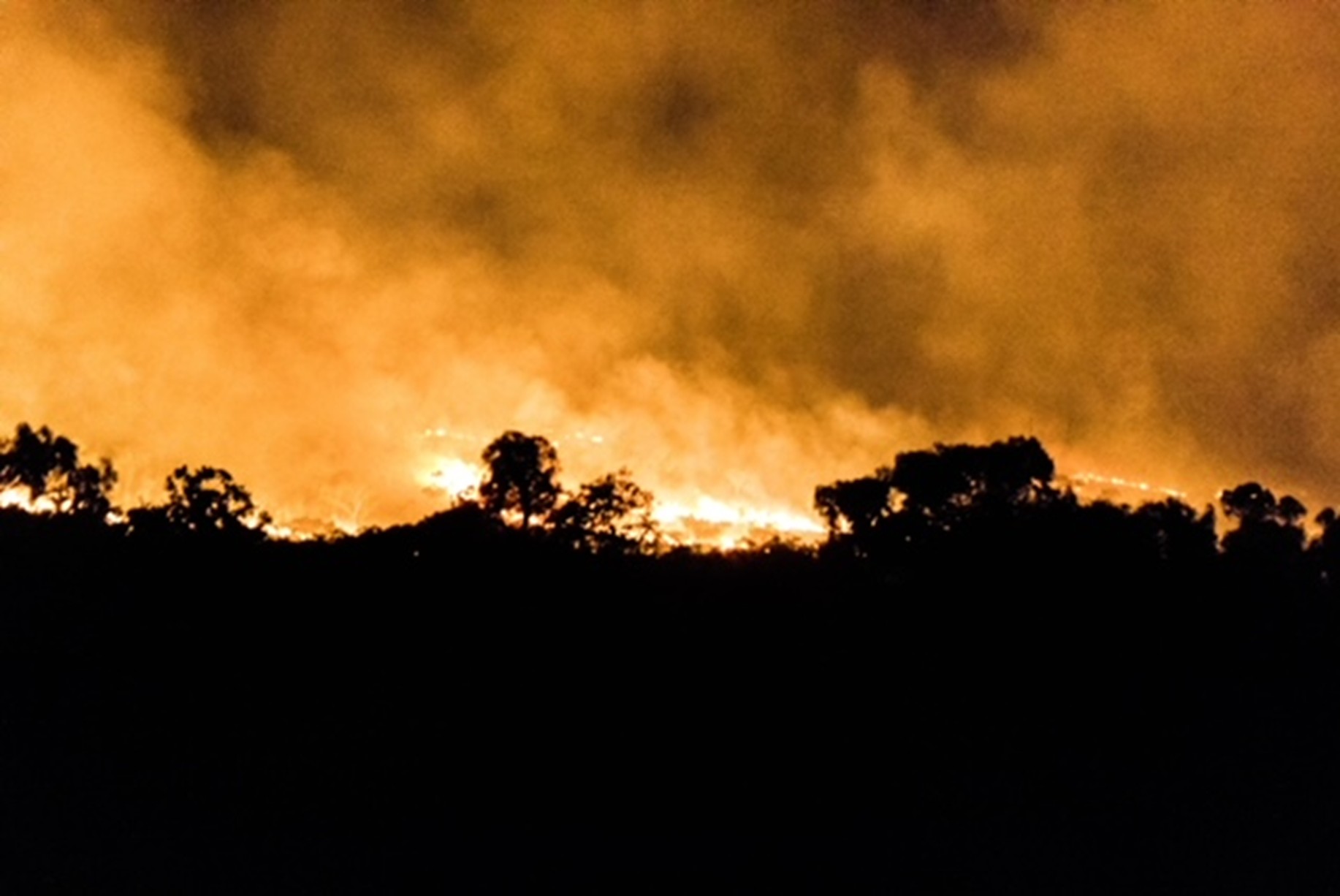 Large flames and smoke rising above a treeline