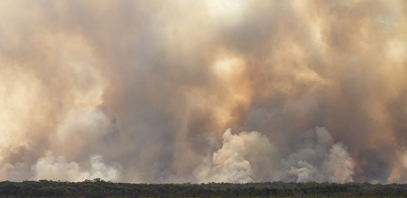 Very large clouds of smoke above a treeline